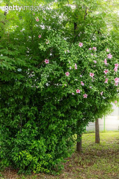 Tree Of The Korean National Flower The Rose Of Sharon Or Mugunghwa