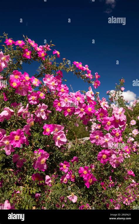 India Ladakh Zanskar Skyagam Wild Roses Growing Beside Road Stock