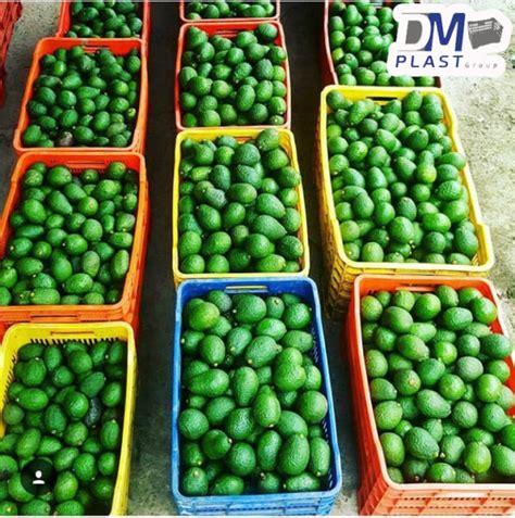 Cesta Gigante Calada Para Aguacate DM Plast