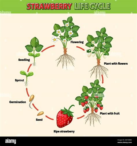 List 102 Wallpaper Life Cycle Of A Strawberry Plant Pictures Excellent