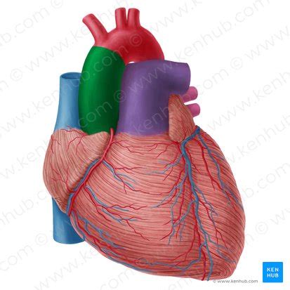 Aorta Ascendens Anatomie Lage Und Funktion Kenhub