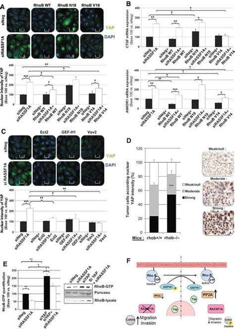 Rassf1a Suppresses The Invasion And Metastatic Potential Of Human Non