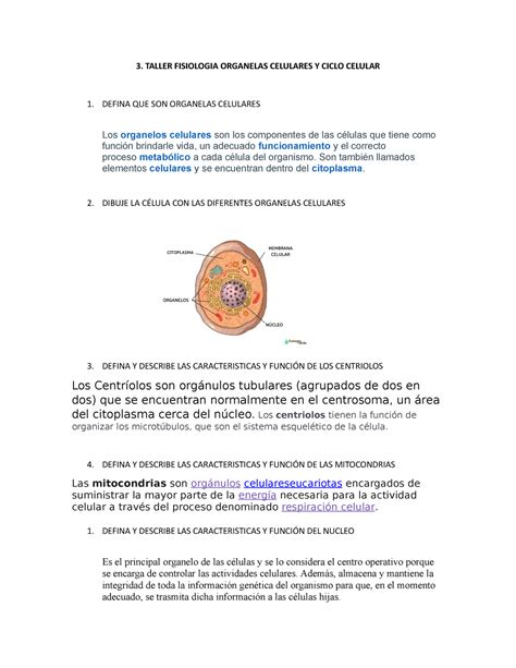 Copia De 3 Taller Fisiologia Organelas Celulares Y Ciclo Celular 3