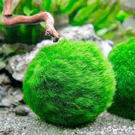 Moss Ball Fast Delivery Abyss Aquatics Uk