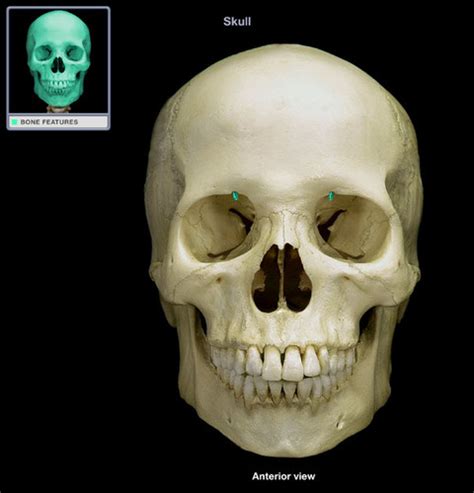 Bio 476 Unit 11 Lab Bony Structures Of The Skull Cranial Nerves