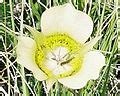 Calochortus Gunnisonii Var Perpulcher Wikimedia Commons