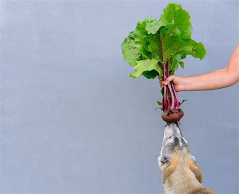 Quais Legumes Cachorro Pode Comer E quais os Benefícios