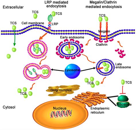 Toxins Free Full Text Structural And Functional Investigation And