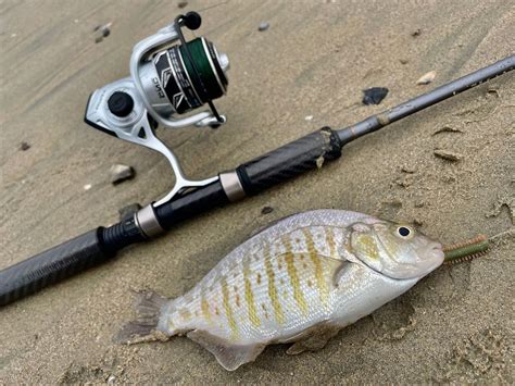 Best Setups Rigs For Surf Perch Fishing In California Oregon