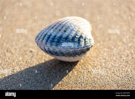 Common Cockle Cerastoderma Edule Stock Photo Alamy