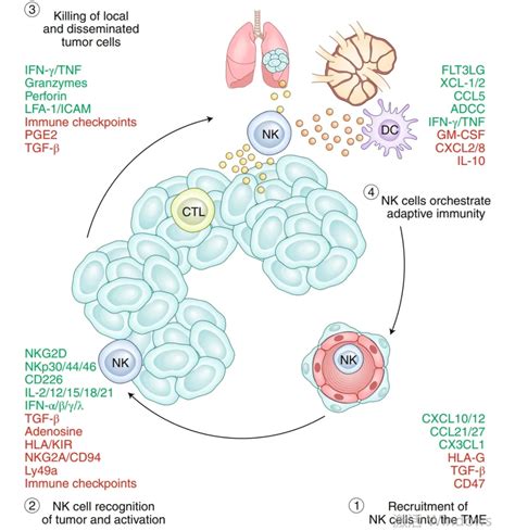 Nature Immunology综述 NK细胞 癌症循环NK细胞免疫治疗的进展和新挑战 癌症123