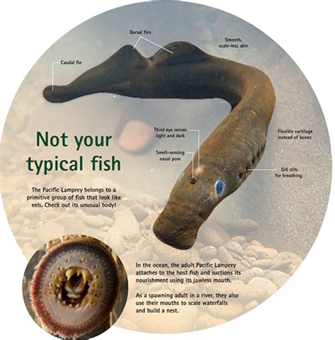 Sea Lamprey Human Bite