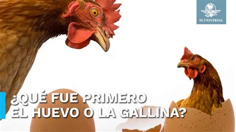 ¡misterio Resuelto Unam Responde Si Fue Primero El Huevo O La Gallina