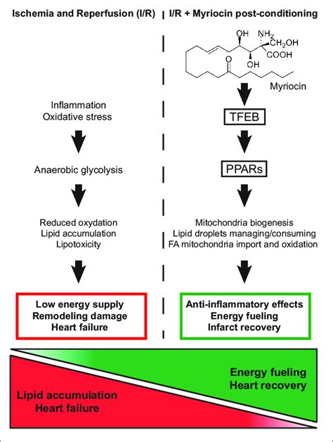 Schematic Representation Of The Molecular Mechanism Responsible For