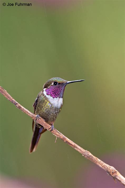 Purple Throated Woodstar Joe Fuhrman Photography