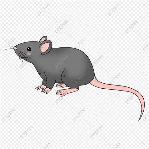 Desenho De Clipart De Rosto De Rato De Desenho Animado Png Rato De