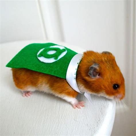 These Costumes Turn Your Tiny Pets Into Superheroes With Images Pet