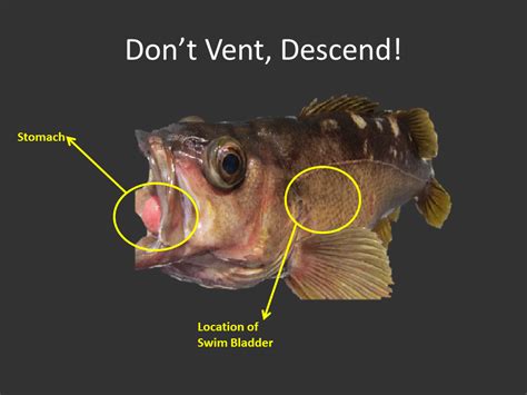 Rockfish Barotrauma Information