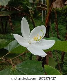 Dwarf White Bauhinia Flower Found Keralabauhinia Stock Photo