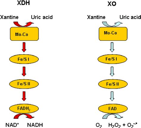 Pdf Regulation Of Uric Acid Metabolism And Excretion Semantic Scholar