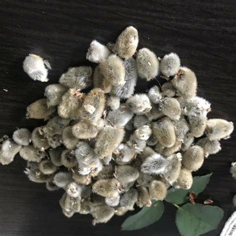 Oz Oz Dried Pussy Pussy Willow Buds Real Dried Pussy Etsy
