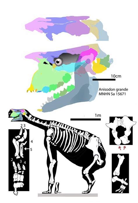 Anisodon Skeleton in Various Views