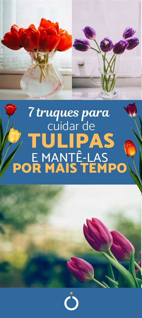 Como Cuidar De Tulipas Passos Como Cuidar De Tulipa Tulipas