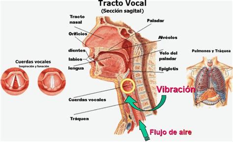 El aparato fonador o aparato vocal es algo que la mayoría de gente