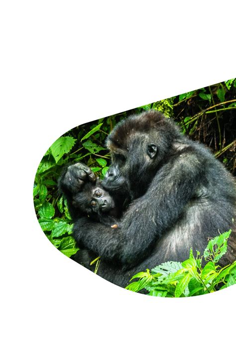 Gorilla Tracking Plush | The Traverse Plush | Fahlo