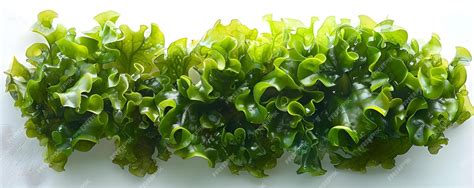 Premium Photo Sea Lettuce Algae On A White Background Concept Marine Plants Ocean Flora Green