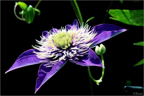 Clematis Light And Shadow Die Waldreben Clematis Auch Flickr