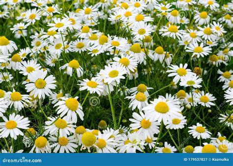 Chamomile Flowers Field Beautiful Blooming Medical Roman Chamomiles