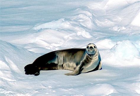 Crabeater Seal – "OCEAN TREASURES" Memorial Library