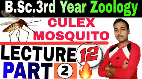 Life Cycle Of Culex Mosquito BSc 3rd Year Mosquitoes Control Of