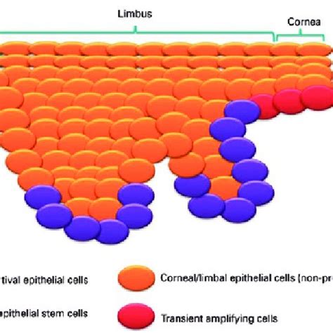 Schematic Illustration Of The Limbus And Surrounding Epithelium Region