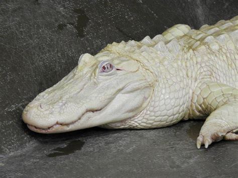 Albino Crocodile