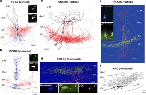 Perisomatic Inhibitory Ins Of Hippocampal Subfield Ca Example