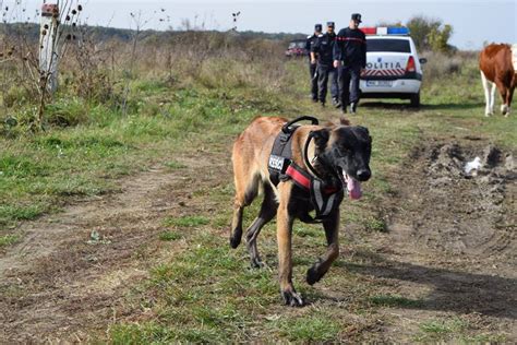 O bătrână de 93 de ani din Timiș care s a rătăcit în pădure căutată