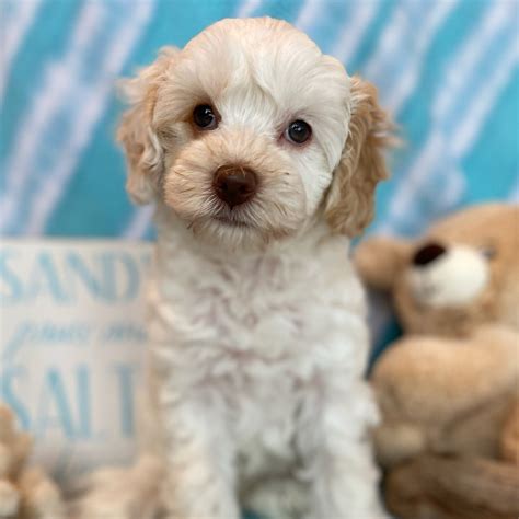Available Labradoodle Puppies — Bayside Australian Labradoodles