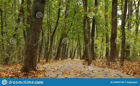 Yellow Dry Fall Leaves Walkway Path In Forest Pathway In Autumn Maple