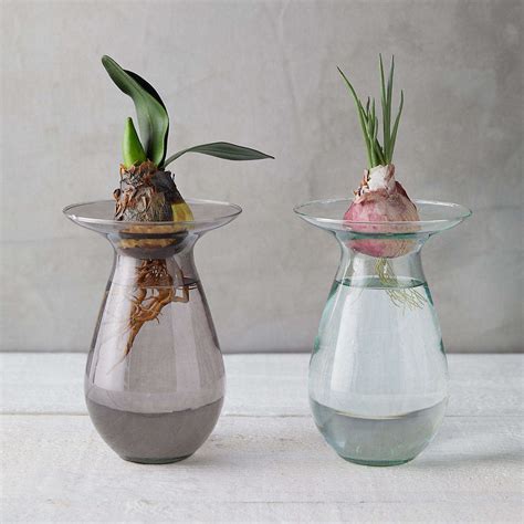 Irresistible Colored Glass Vases For Flowering Bulbs For Under 20 Gardenista