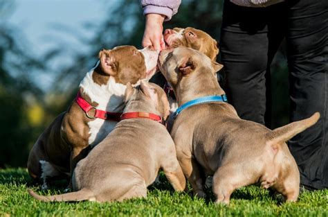 Best Dog Food For An American Bully: Yummy & Healthy Choices