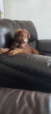 Shollie puppies for sale | UKPets