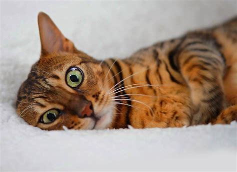 Bengal Cat Personality - Ashmiyah Bengal Cats