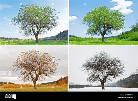 Vier Jahreszeiten Baum Stockfoto Bild 24214594 Alamy