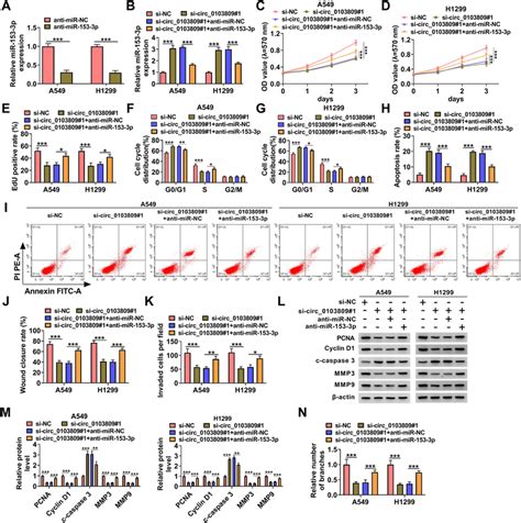 Circ0103809 Knockdown Inhibited Nsclc Cell Progression By Targeting