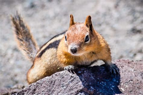 When Do Chipmunks Come Out of Hibernation? Seasonal Patterns Unveiled