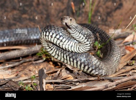 Eastern Brown Snake In Striking Position Stock Photo Alamy