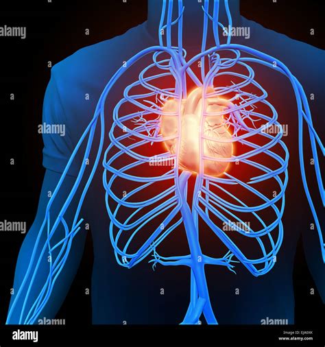 Arterien Venen Kreislaufsystem Fotos Und Bildmaterial In Hoher