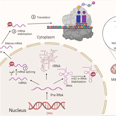 Emerging Role Of Rna M C Modification In Cardiovascular Diseases